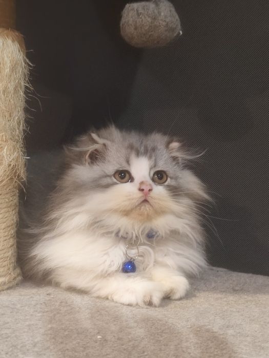 Gatinho Persa fabuloso