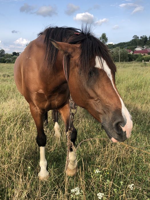 Продається кобила