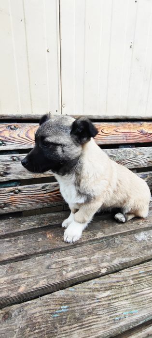 Віддам в добрі руки собачку-хлопчика