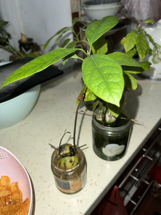 Авокадо ( проросшее)