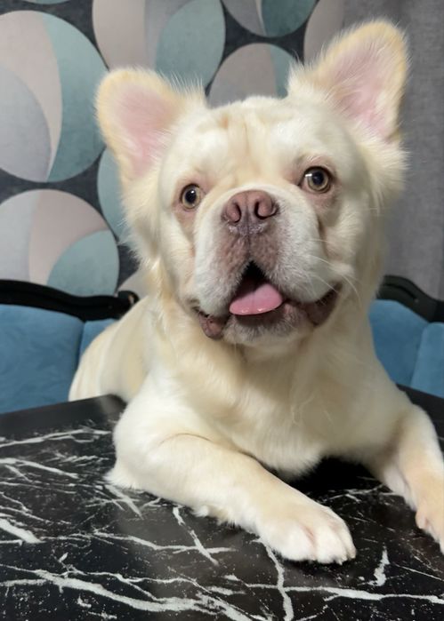 Вʼязка француза флаффі