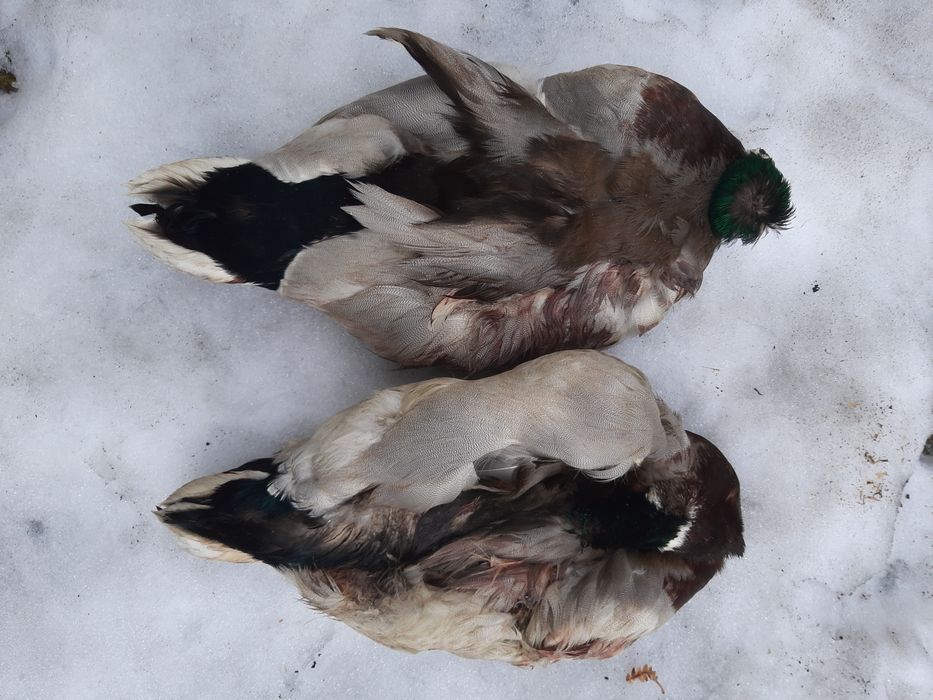 Pióra - dwie zasuszone skórki kaczorów krzyżówki