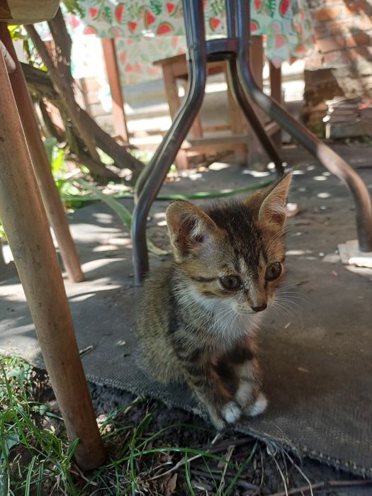Кошенята в добрі руки