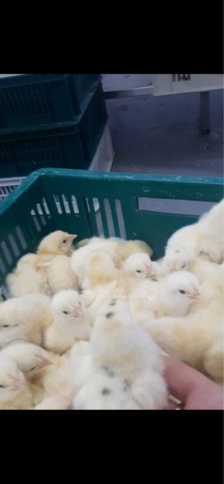 Добові курчата бройлер КОББ-500