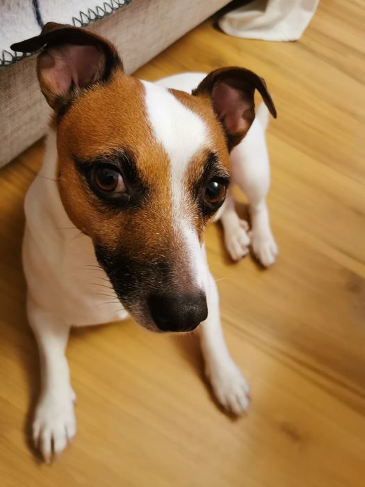 Jack Russell terrier czeka na dom!