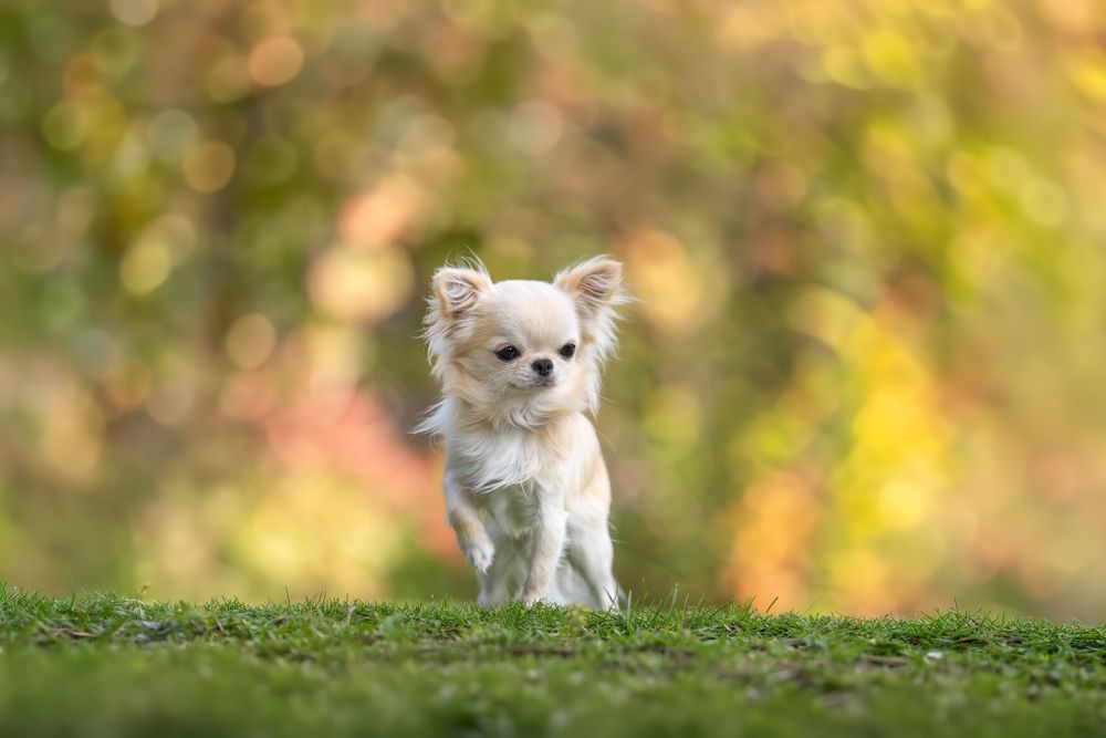 Usługa krycia Chihuahua długowłosy FCI