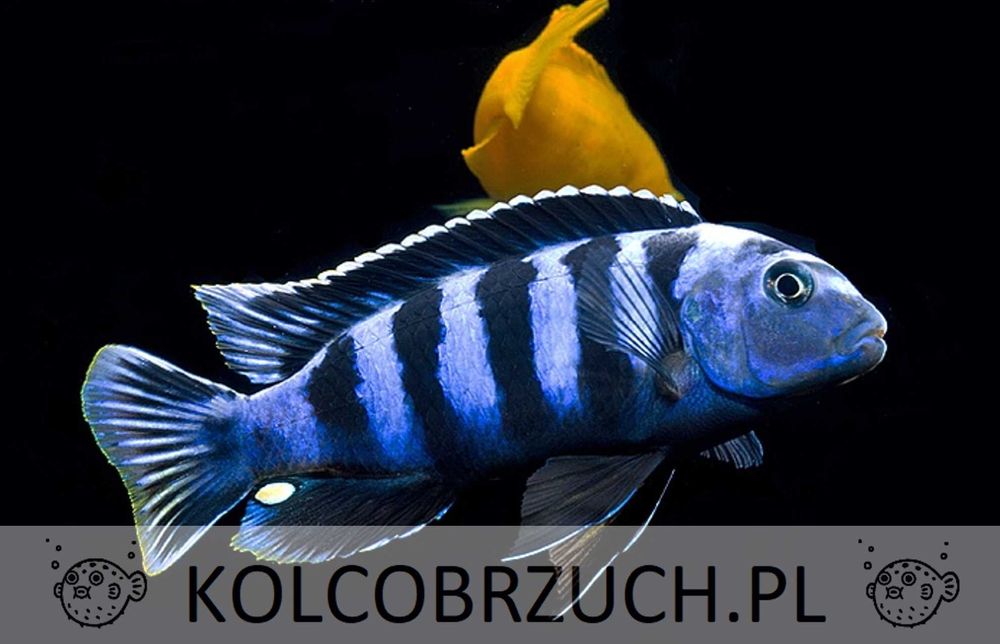 Pyszczak Saulosa - Chindongo saulosi - dowozimy, wysyłamy