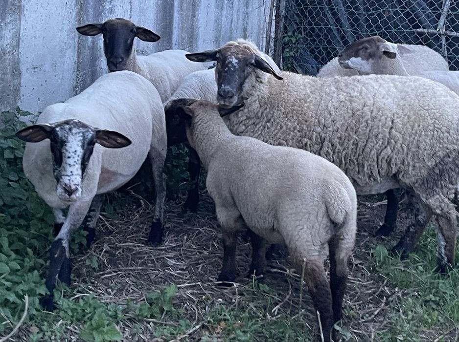 Ovelhas da raça suffolk prenhas