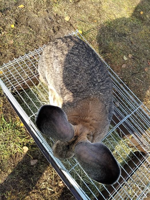 Sprzedam samicę dużą młodą..