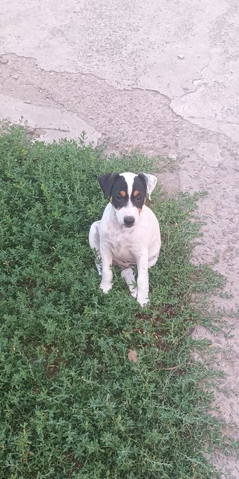 Джек Рассел тер'єр