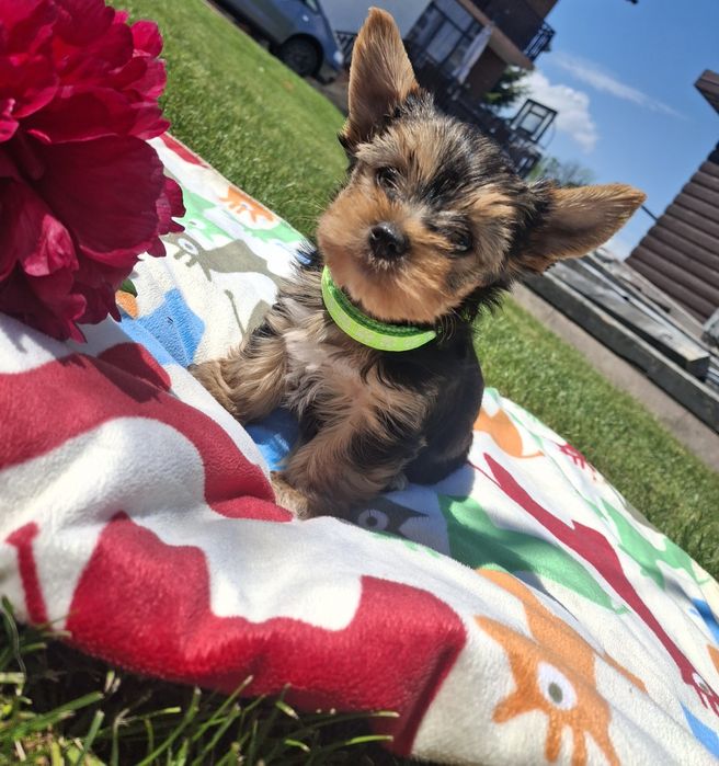 Yorkshire terrier  Pies miniaturka