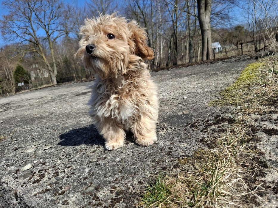 maltipoo szczeniak piesek