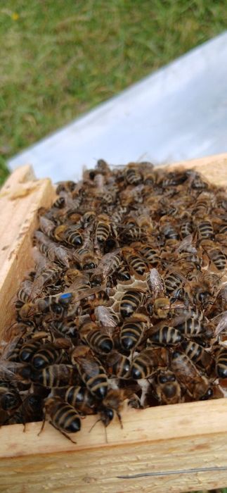 Українська степова бжоломатки продам  2025.