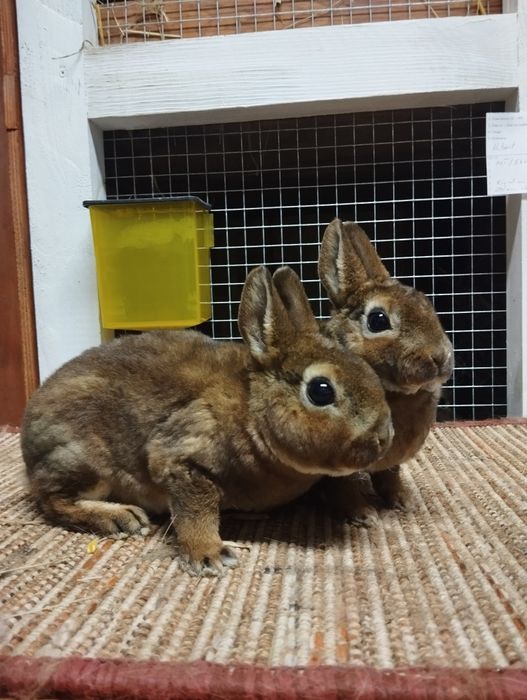 Karzełek castorex/ kastorex/ rexy króliki miniaturki