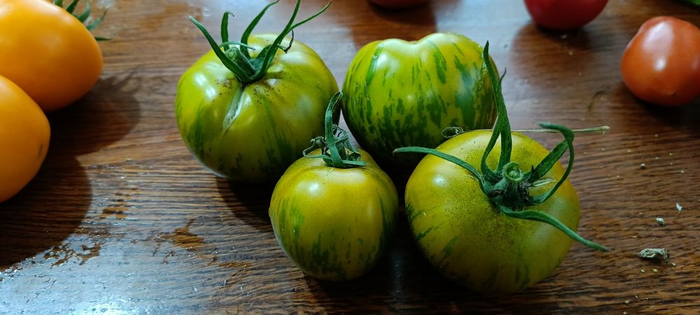 Nasiona pomidorów dużo odmian