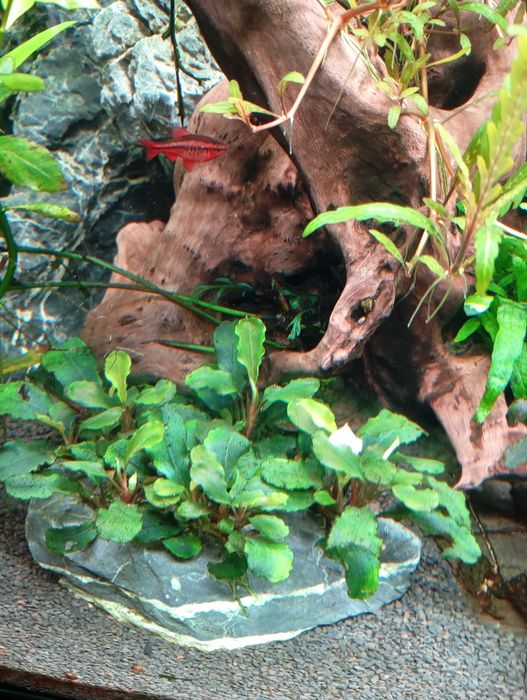 Plantas Aquario Pack