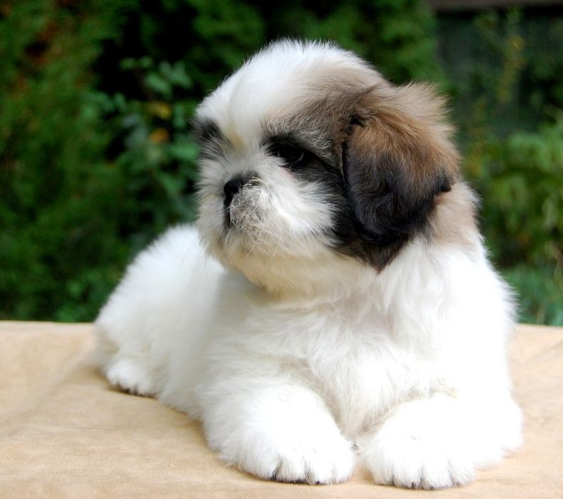 Шикарный ши-тцу для вязки