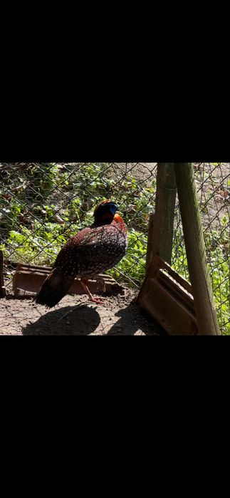 Pavoes e faisao macho temminck