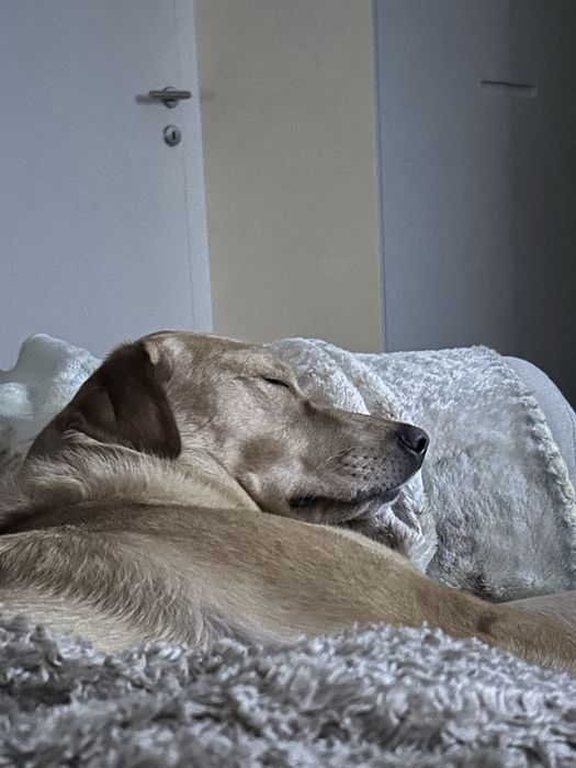 Barcelona retro edition