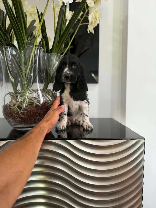 Cocker Spaniel Inglês MACHO  BRANCO E PRETO com LOP e AFIXO