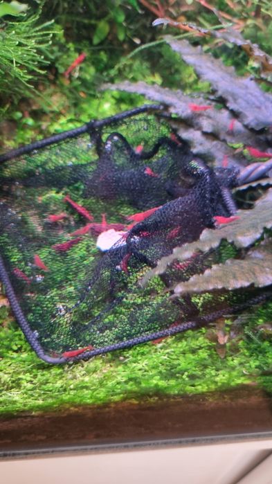 Neocaridina vermelho apurado