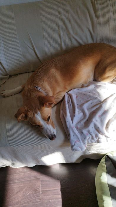 Hotel/creche incluindo exóticos e cuidados personalizados