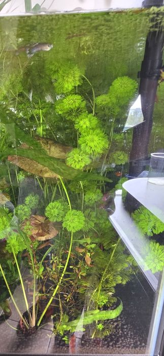 Sprzedam Limnophila aquatica (Ambulia)