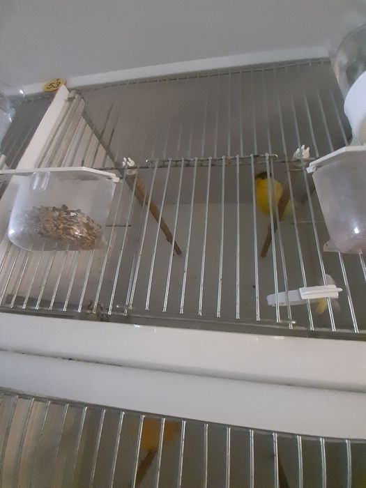 Kanarek gloster samiczki 25