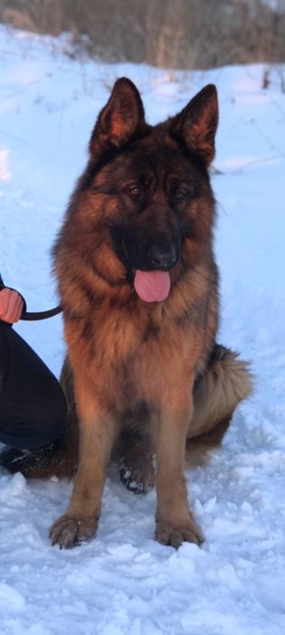 Продається сука німецька вівчарка