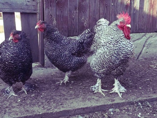 Інкубаційне яйце та курчата.Малин (Мехеленська зозуля):смугастий,білий