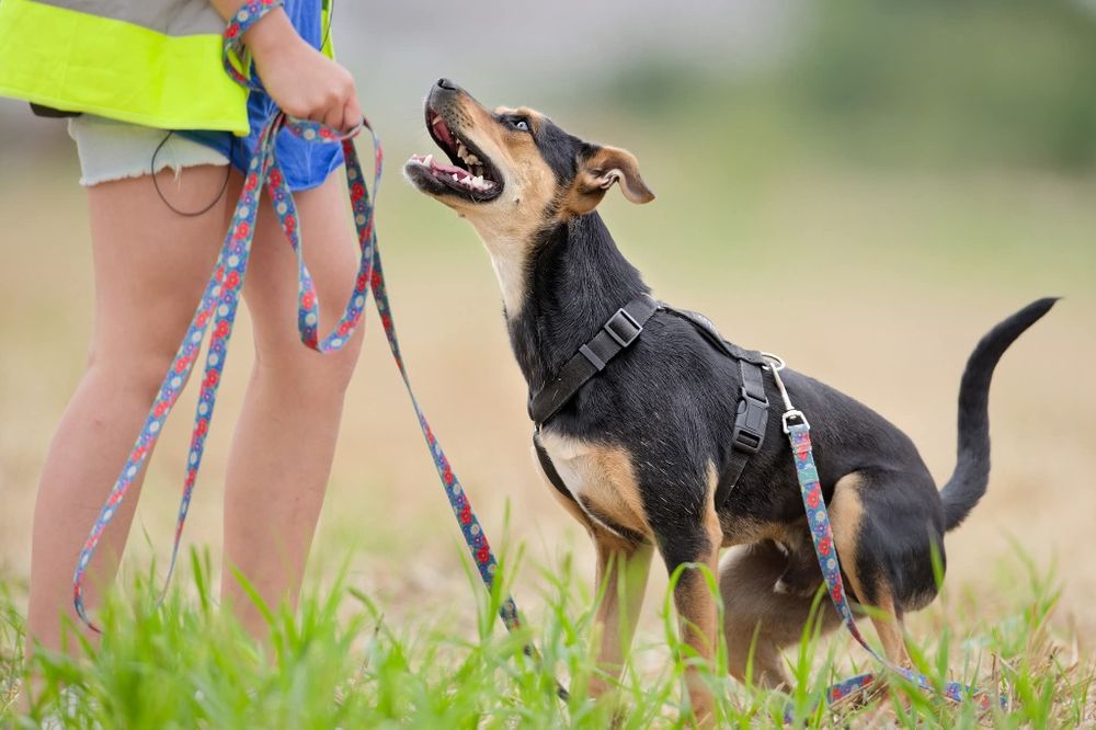 Roczny Diorek pilnie czeka na dom