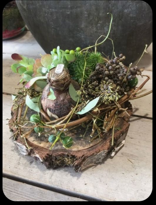 5 wersji Cebula amarylisa w zimowej oprawie