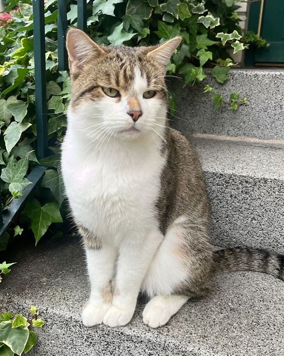 Gatos para adoção