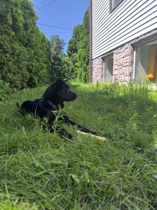10 miesięczna suczka do adopcji