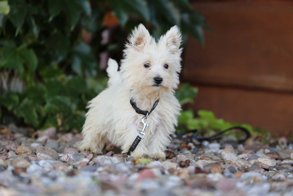 West highland white terrier szczeniak malutki