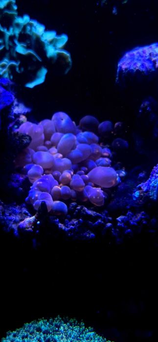 ricordea bounce mushroom