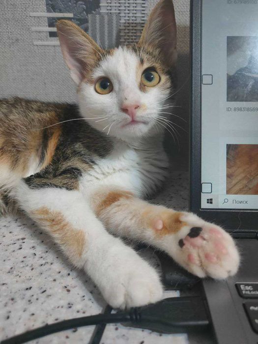 Ищет дом котенок-девочка Сима (Симона), возраст около 4,5 месяцев.