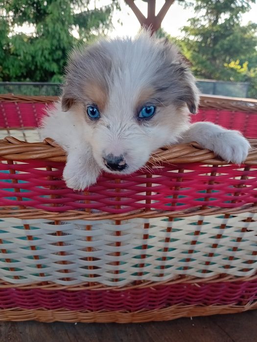 Border collie pies blue merle tricolor