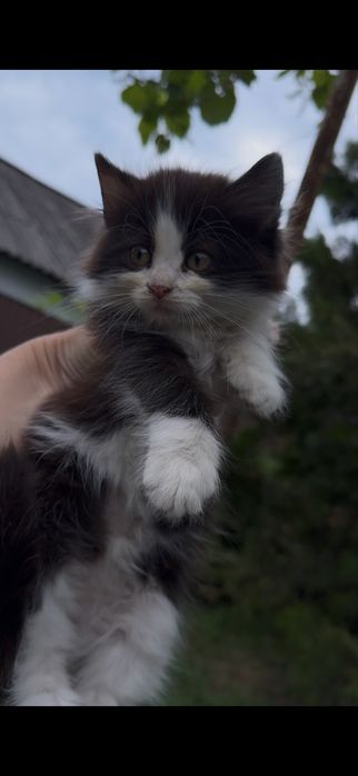Дарю кошку 2 месяца, котенок девочка