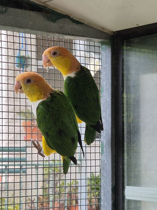 Marianinhas Cabeça Canela