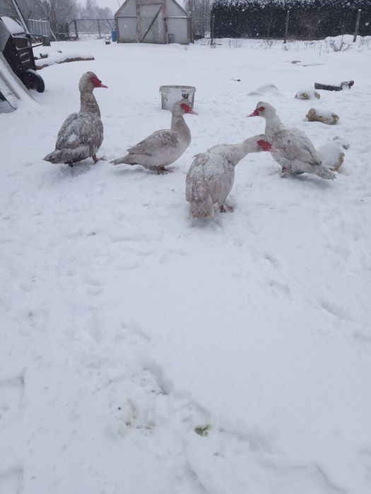 Kaczki.            .