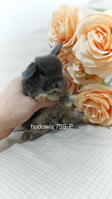Mini lop króliki karzełek miniaturka baranek hodowla