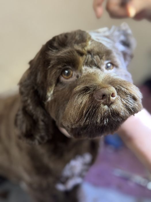 Стрижка собак маленьких пород(услуги грумера)у себя,и с выездом на дом