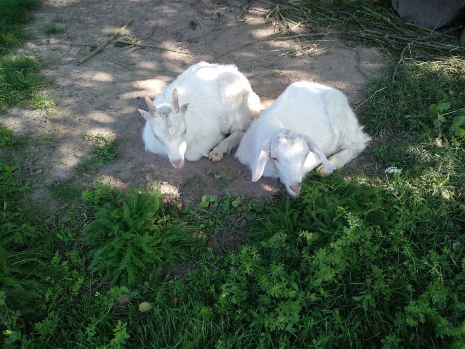 Пртдам двох хлопчиків від кози зааненки,