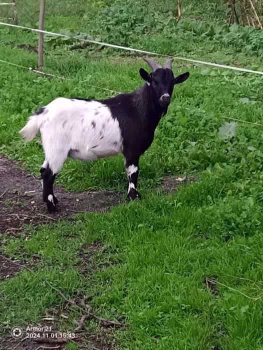 Cabra e bode á venda - 90€ cada ( juntos ou separados)