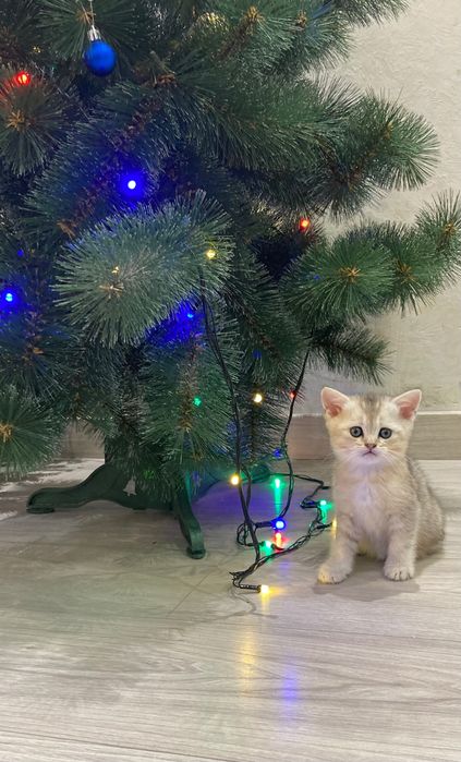 Шиншиловий хлопчик страйт