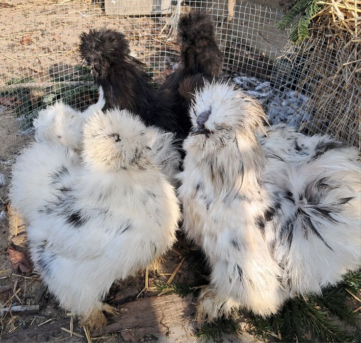 Jaja jajka silki USA