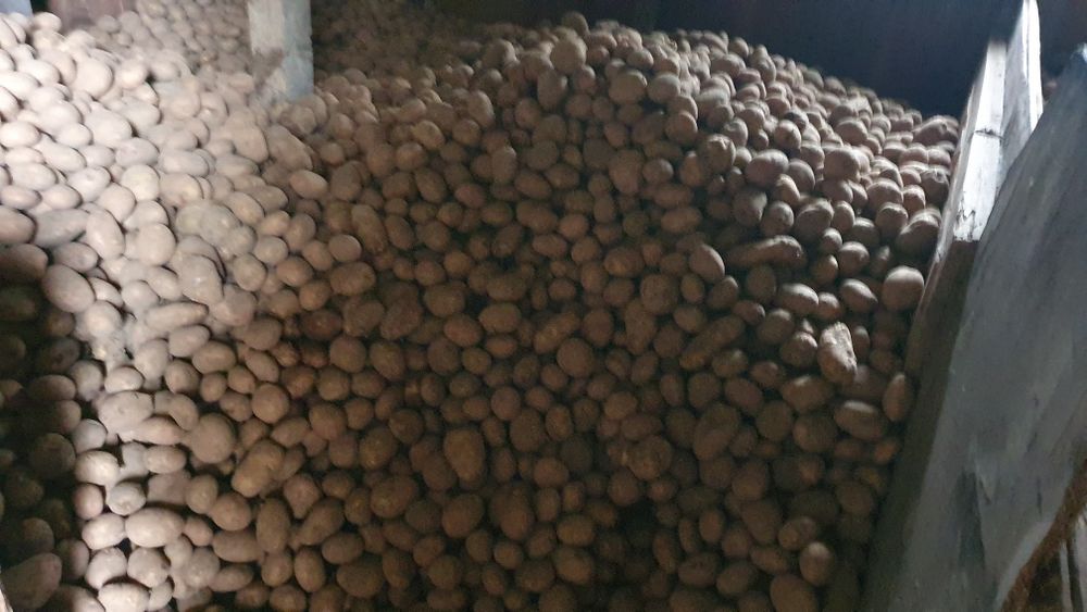 Ziemniaki Ignacy mazowieckie