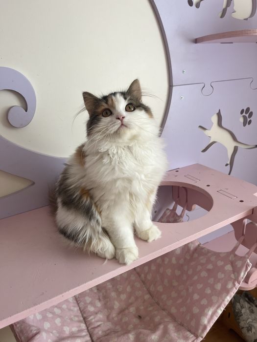 Fêmea Haighland straight/