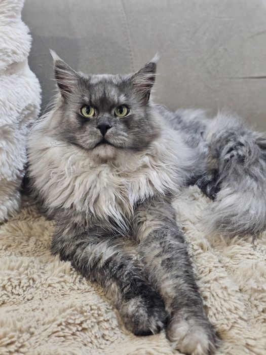 Zibi Maine coon rudy pieszczoch